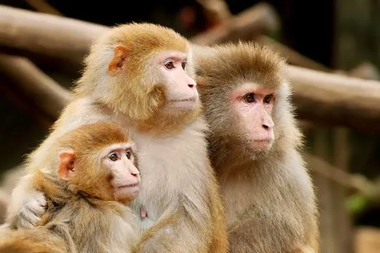 Ce que les singes pensent de l’homme …